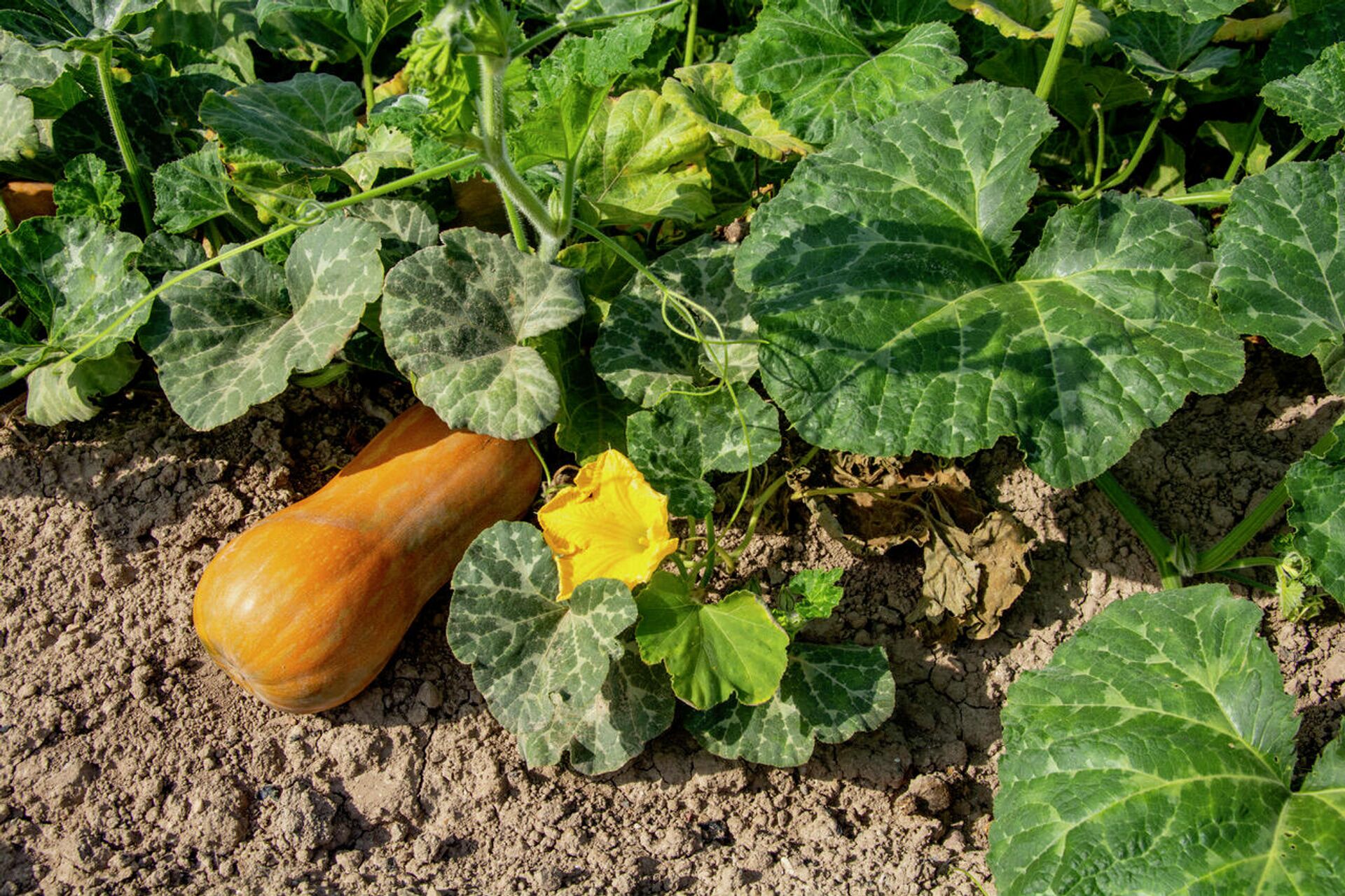 Calabaza cacahuete - Sputnik Mundo, 1920, 29.10.2021