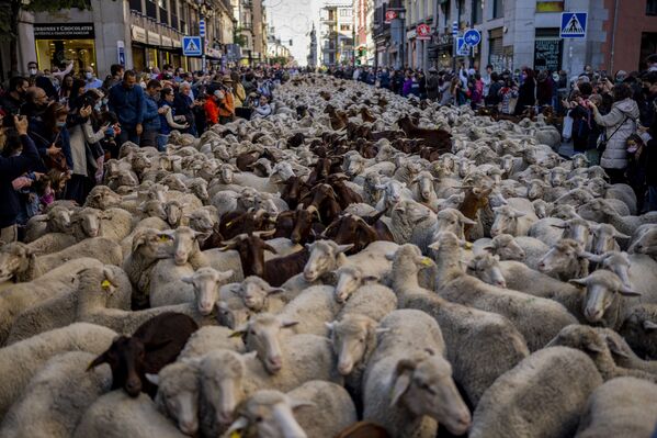 Cientos de ovejas toman las calles de Madrid con motivo de la Fiesta de la Trashumancia que conmemora la ley que protege el tránsito libre de los rebaños de un lugar a otro. - Sputnik Mundo