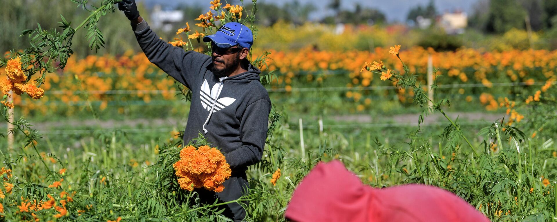 Campesinos recolectando flores de cempasúchil en San Pedro Cholula, México - Sputnik Mundo, 1920, 01.11.2021