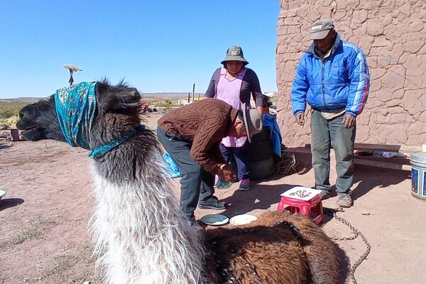 Cómo celebran el Día de los Muertos en una comunidad aymara de Bolivia - Sputnik Mundo