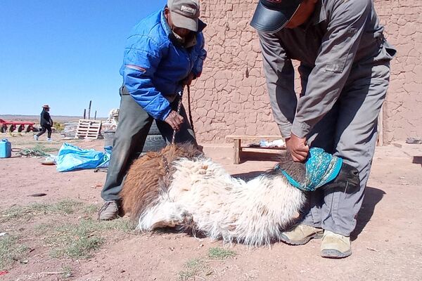 Cómo celebran el Día de los Muertos en una comunidad aymara de Bolivia - Sputnik Mundo