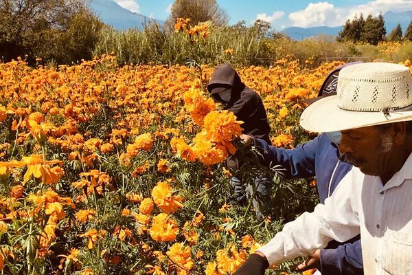 Día de los Muertos en Cholula, México - Sputnik Mundo