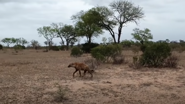 Hiena persigue a un leopardo cacharro  - Sputnik Mundo