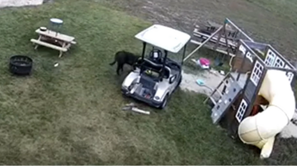 Este perrito se roba un carrito de golf, choca el auto de su humana y se va como si nada - Sputnik Mundo