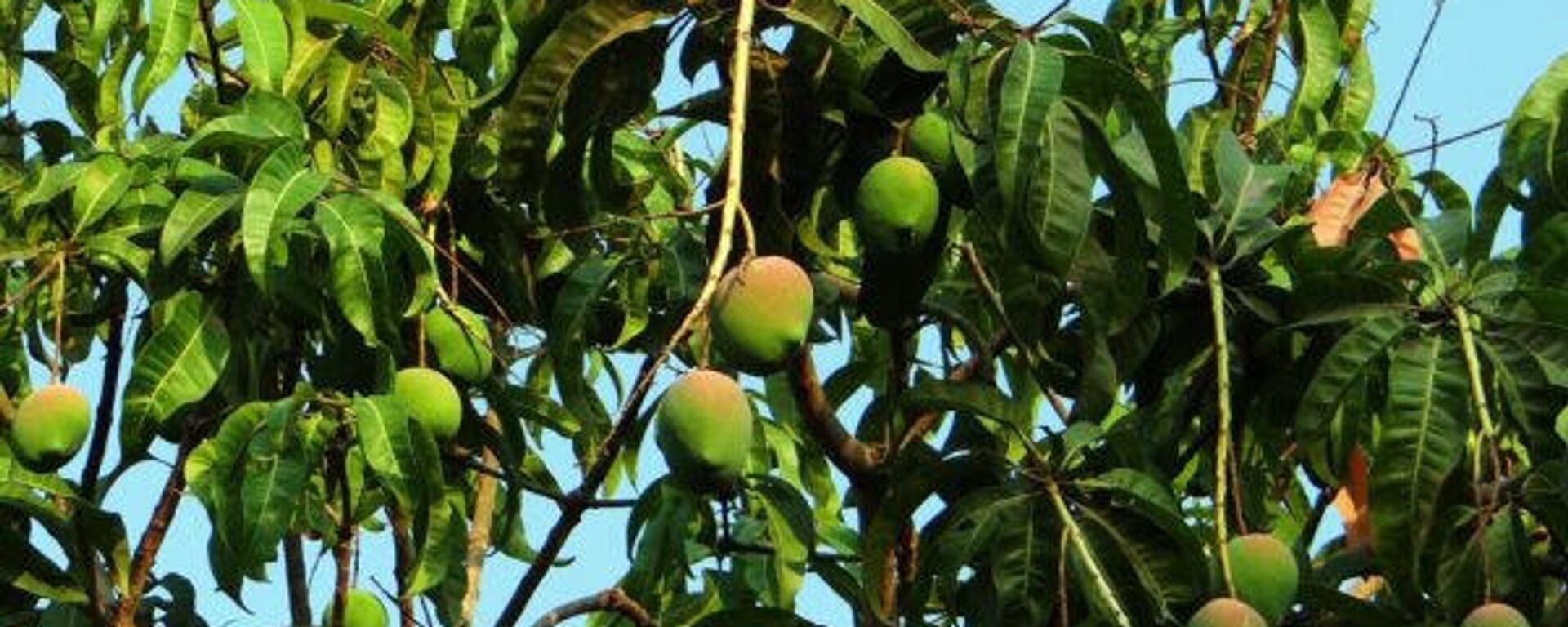 Mangos Mangos - Sputnik Mundo, 1920, 10.11.2021