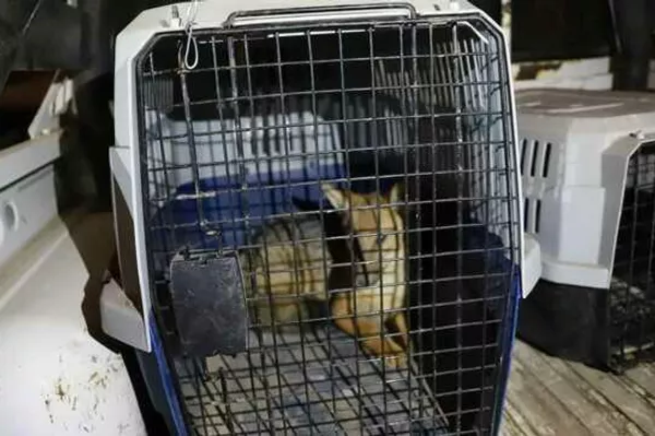 El zorrito Run Run, luego del rescate El zorrito Run Run, luego del rescate - Sputnik Mundo