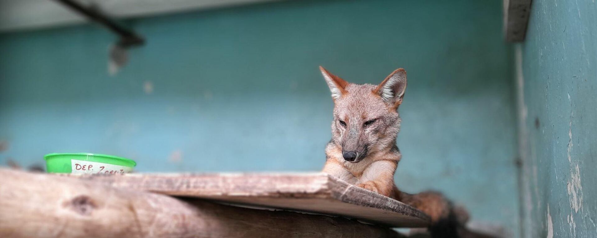 El zorrito Run Run en el Parque de las Leyendas, en Lima, Perú - Sputnik Mundo, 1920, 30.12.2021