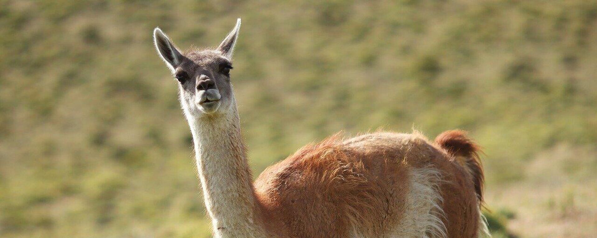 Guanaco  - Sputnik Mundo, 1920, 11.11.2021