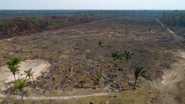 Ganado pasta en tierras deforestadas a causa de los incendios en el estado de Amazonas, Brasil, el 2 de septiembre de 2019 - Sputnik Mundo