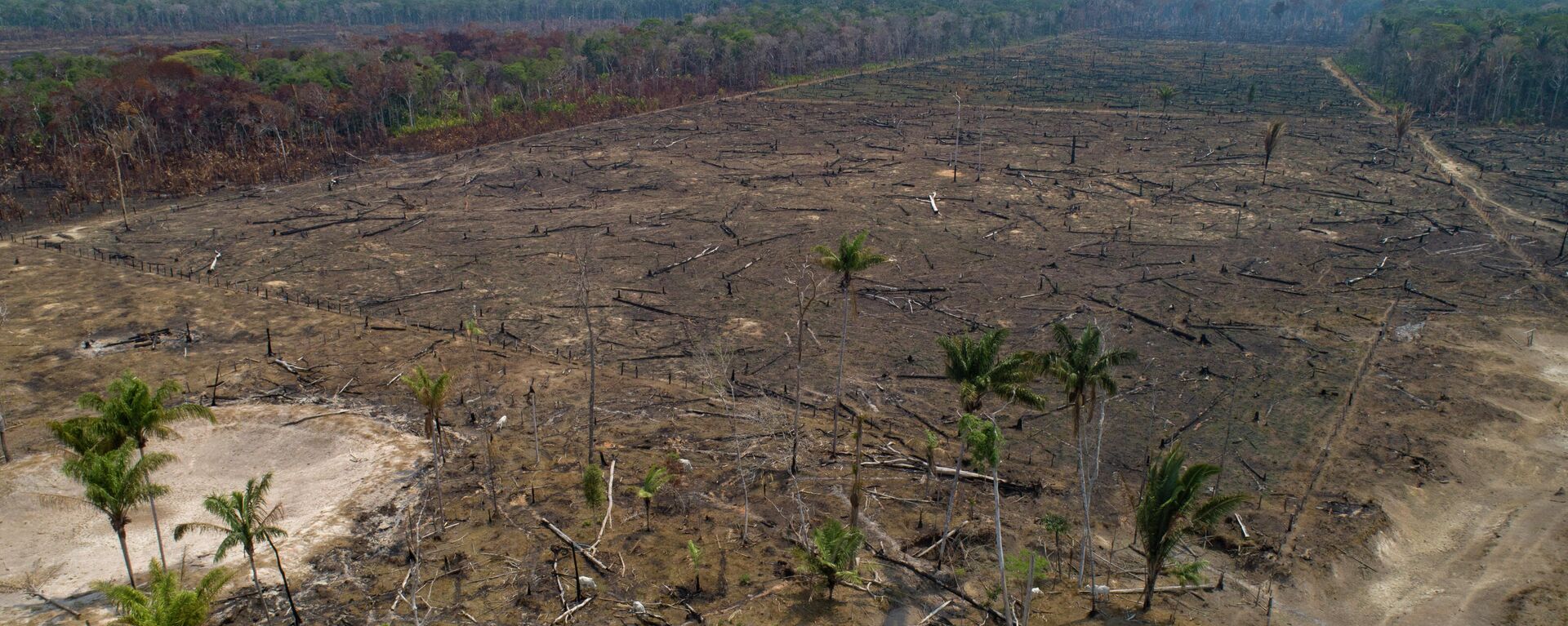 Ganado pasta en tierras deforestadas a causa de los incendios en el estado de Amazonas, Brasil, el 2 de septiembre de 2019 - Sputnik Mundo, 1920, 07.06.2023