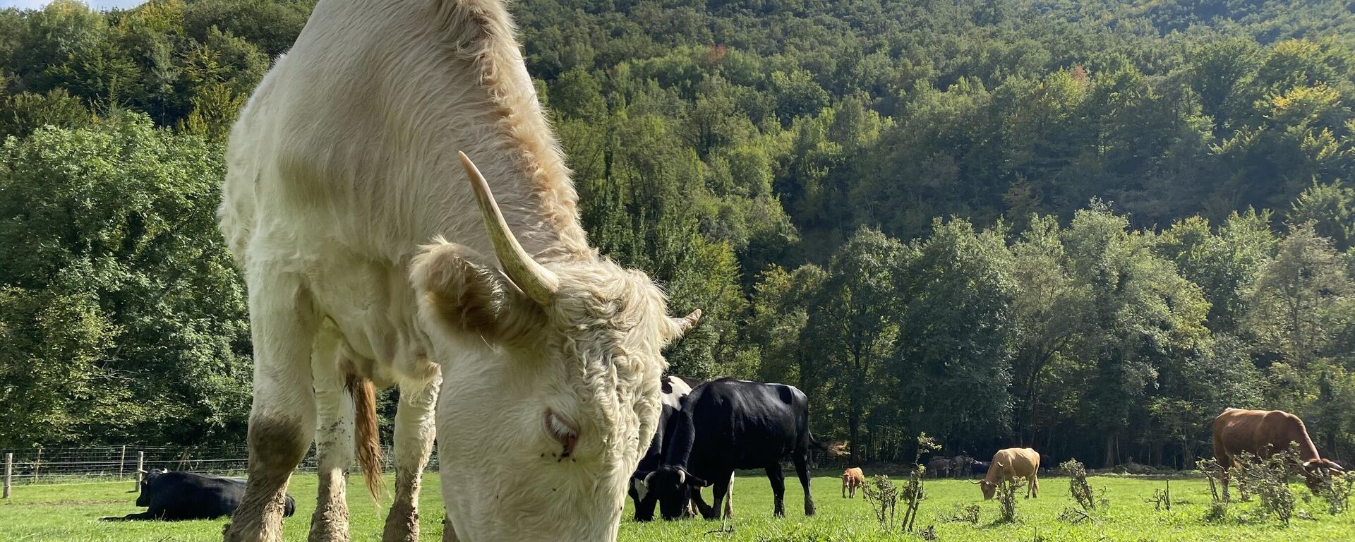 Vacas rescatadas en el Santuario Gaia (Camprodón, Girona) - Sputnik Mundo, 1920, 14.11.2021