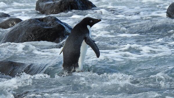 Un pingüino de Adelia, que se trasladó a 3.000 kilómetros de su hábitat natural, a Nueva Zelanda - Sputnik Mundo