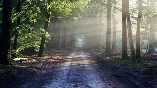 Un sendero entre los bosques - Sputnik Mundo