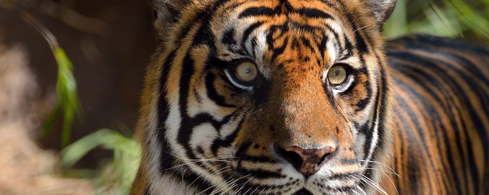 Un tigre de Bengala, imagen referencial Un tigre de Bengala, imagen referencial - Sputnik Mundo, 1920, 16.11.2021