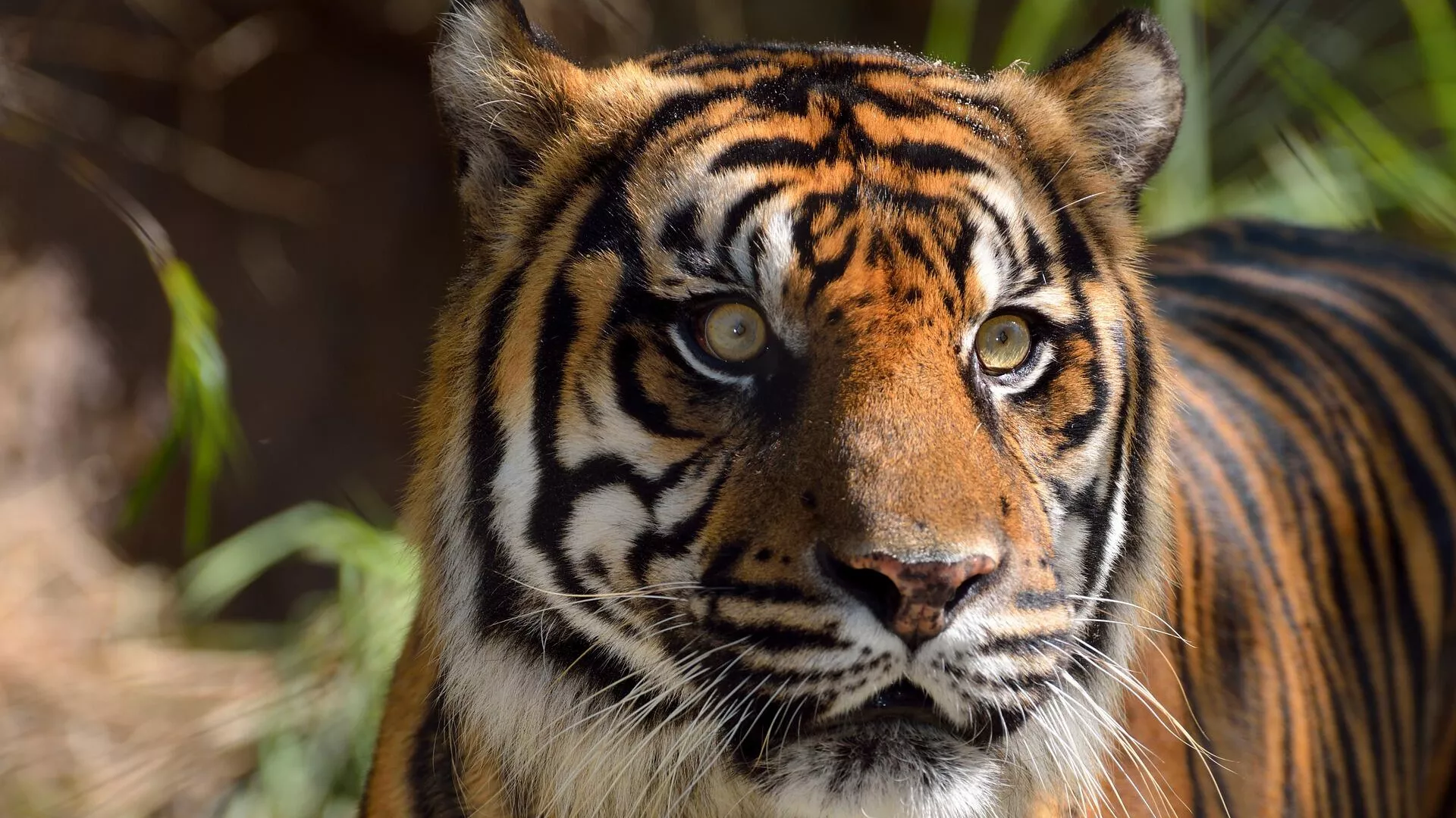 Un tigre de Bengala, imagen referencial