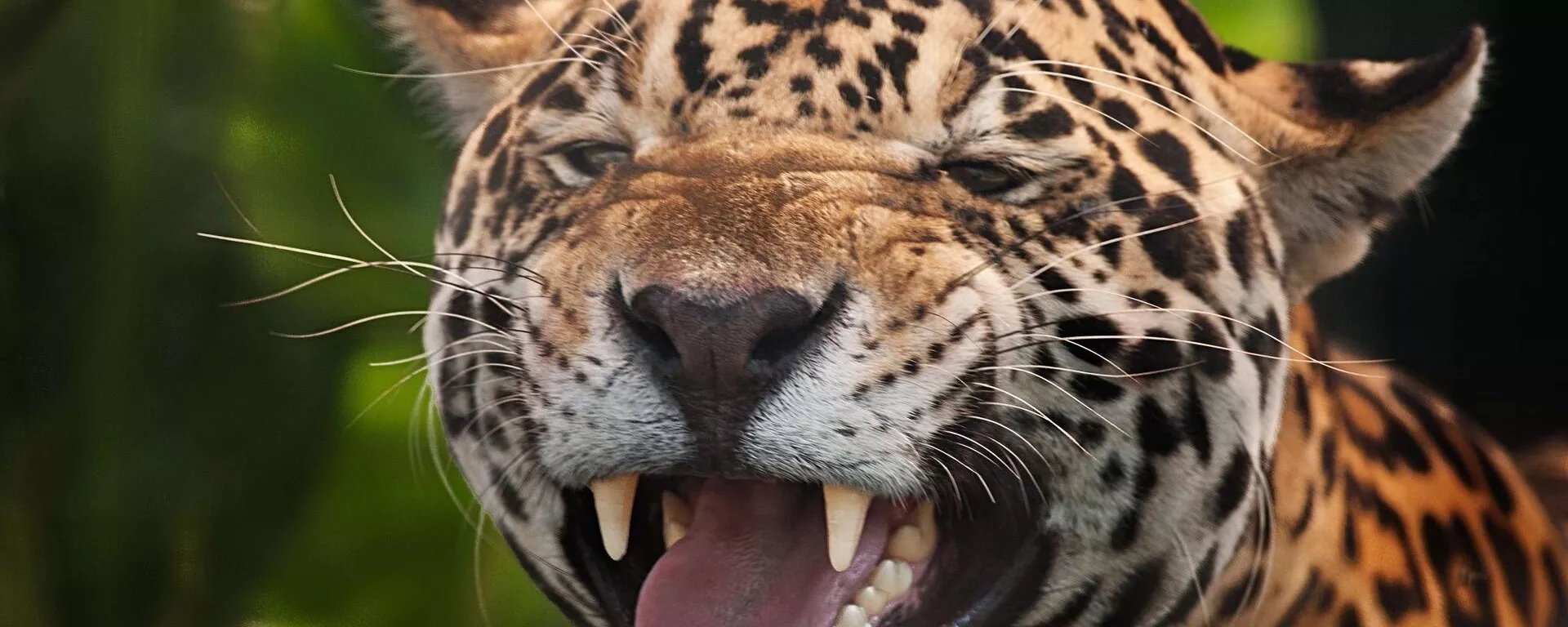 Un jaguar Un jaguar - Sputnik Mundo, 1920, 16.11.2021