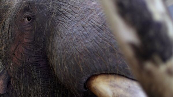 Los funcionarios del Instituto Nacional de Antropología e Historia de México se dedican meticulosamente a la reconstrucción de un mamut, cuyos restos fueron descubiertos en los alrededores de la Ciudad de México. Según los especialistas, el mamut medía 3,5 metros de altura, 5 metros de longitud y pesaba más de 5 toneladas. - Sputnik Mundo