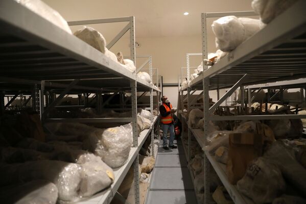 Los antropólogos creen que los humanos condujeron a los mamuts a las trampas a propósito. Así lo demuestran dos fosas especialmente excavadas de dos metros de antigüedad de unos 15.000 años de antigüedad con los restos de 14 mamuts, caballos salvajes y camellos, cuyos huesos conservaban restos de utensilios humanos.En la foto: restos de mamut en la cámara del museo de Quinametzin. - Sputnik Mundo