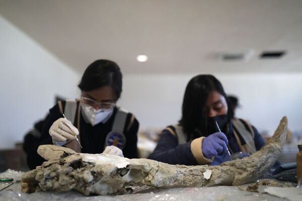 Hace varias decenas de miles de años, América del Norte albergaba varias especies de mamuts. El continente septentrional estaba ocupado por los mamuts lanudos; los mamuts colombinos, más amantes del calor y sin pelo grueso, vivían en el suroeste de lo que ahora es EEUU y México.En la foto: el personal del museo Quinametzin trabajando. - Sputnik Mundo