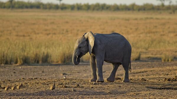 Imagen referencial de un elefante - Sputnik Mundo