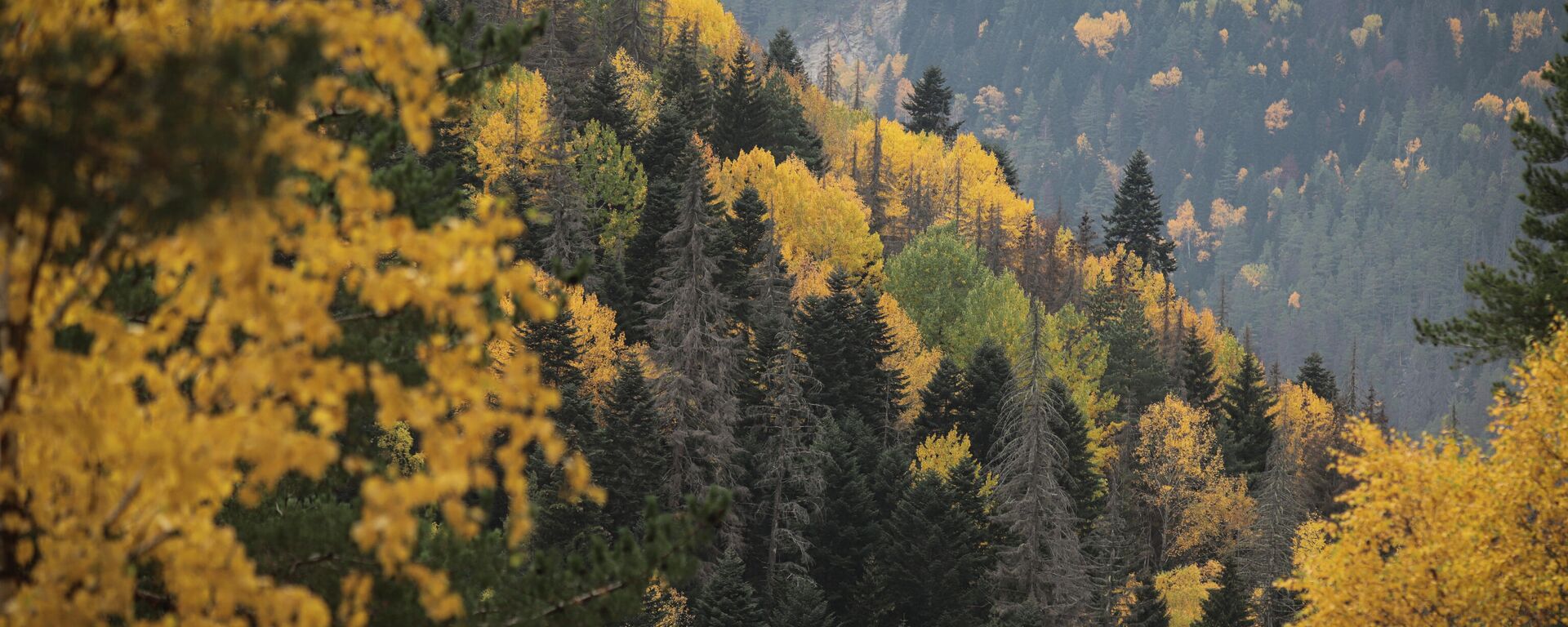 Un bosque en Rusia Un bosque en Rusia - Sputnik Mundo, 1920, 18.11.2021
