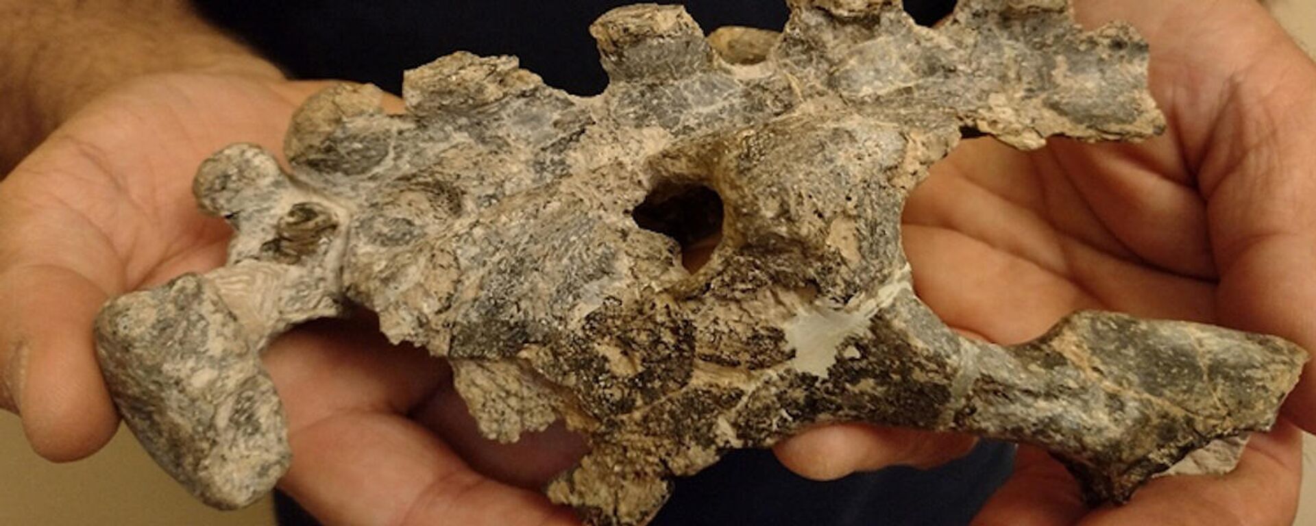 Los investigadores creen que la pelvis podría pertenecer a una especie y género hasta el momento desconocidos - Sputnik Mundo, 1920, 19.11.2021