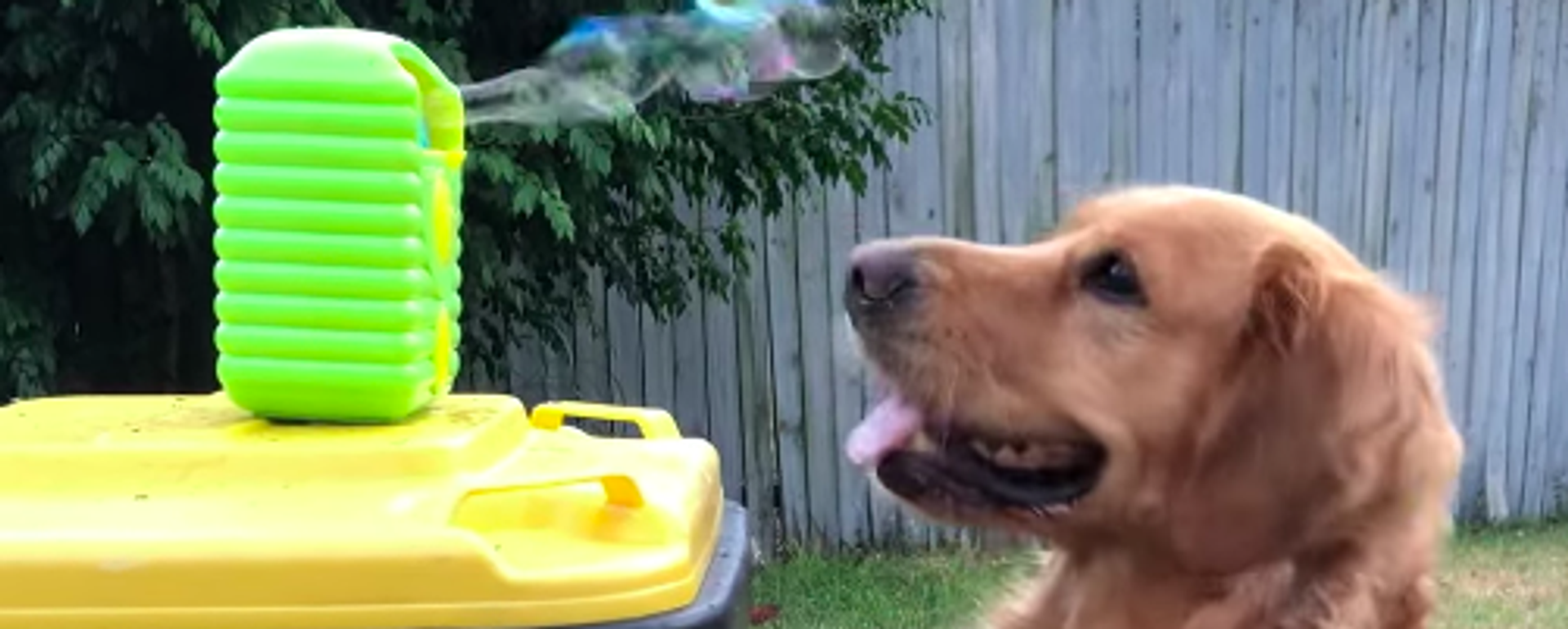 Un perro que comiendo pompas de jabón  - Sputnik Mundo, 1920, 19.11.2021