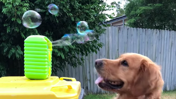 Un perro que comiendo pompas de jabón  - Sputnik Mundo