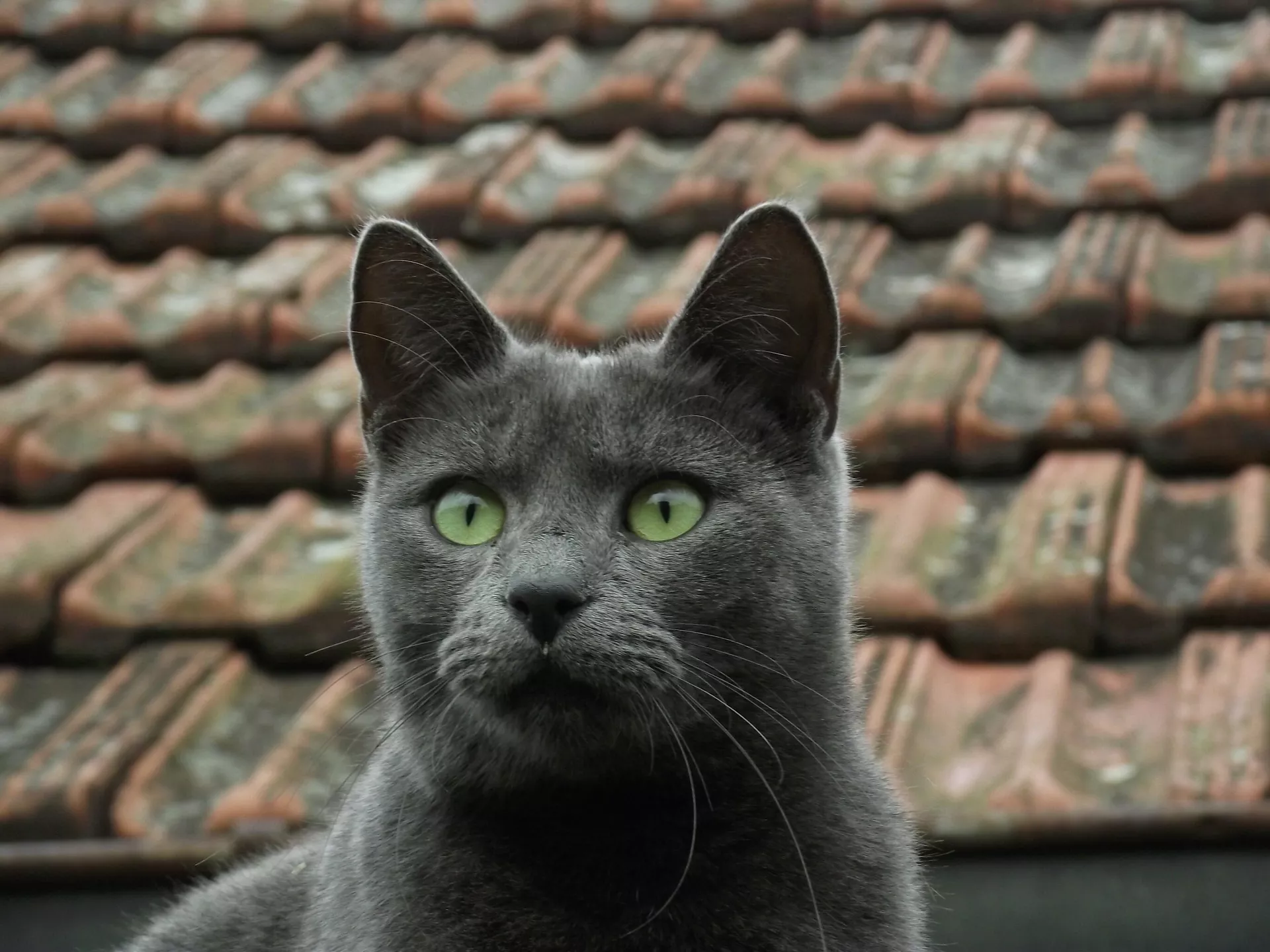 Un gato azul ruso