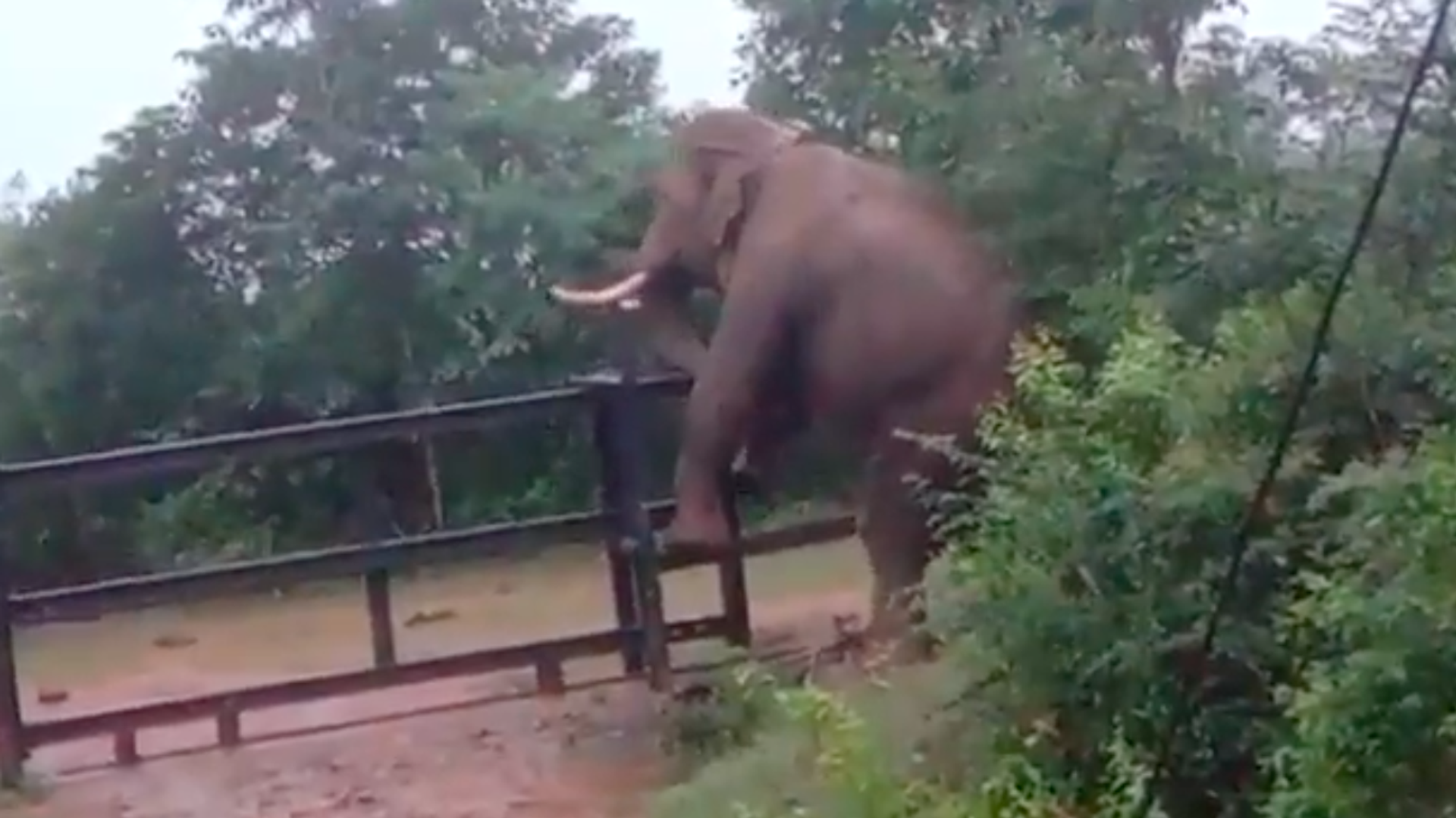 Un elefante trepa por una valla alta Un elefante trepa por una valla alta - Sputnik Mundo, 1920, 20.11.2021