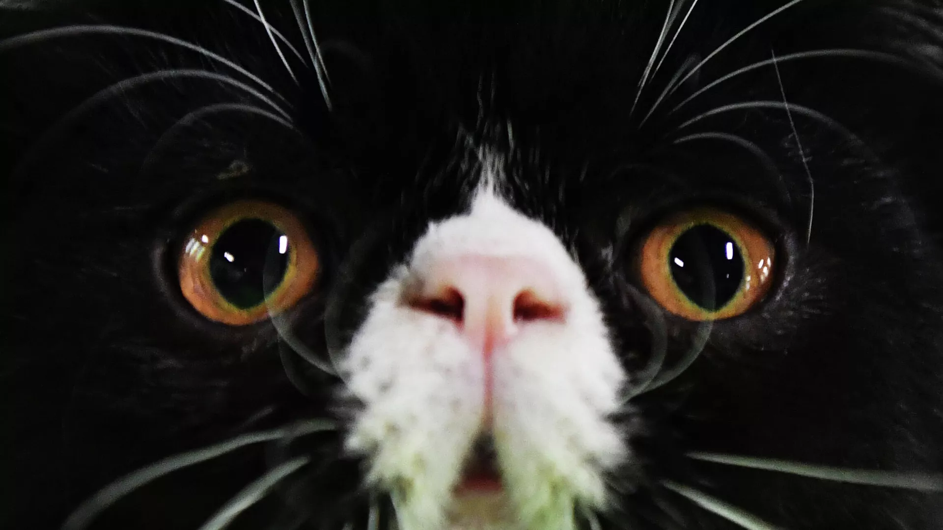 La cara de un gato