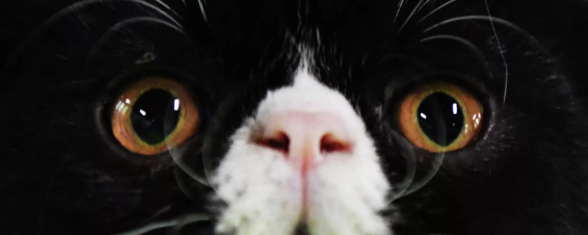 La cara de un gato La cara de un gato - Sputnik Mundo, 1920, 20.11.2021