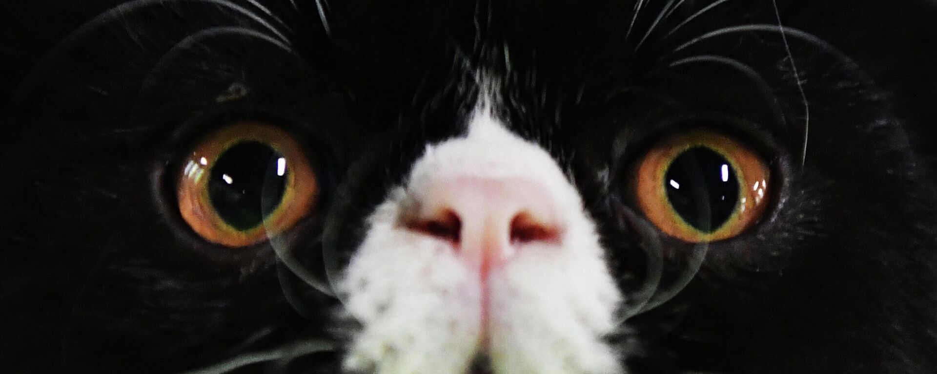 La cara de un gato La cara de un gato - Sputnik Mundo, 1920, 20.11.2021