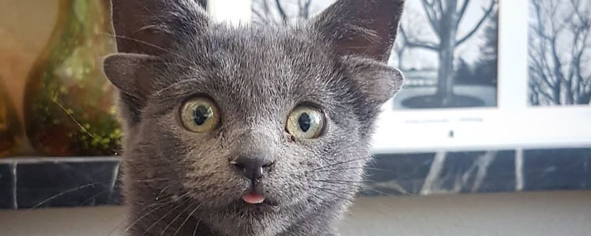 La gata Midas La gata Midas - Sputnik Mundo, 1920, 21.11.2021