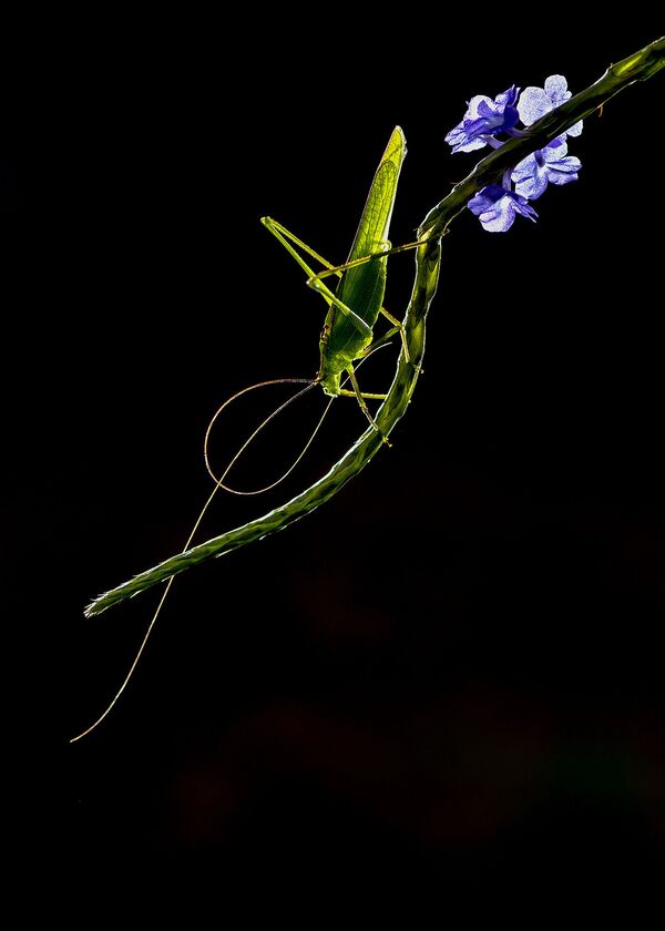 La foto de este saltamontes descansando sobre una planta con flores le otorgó a su autor, Anagha Mohan, el premio en la categoría de Joven Fotógrafo. - Sputnik Mundo