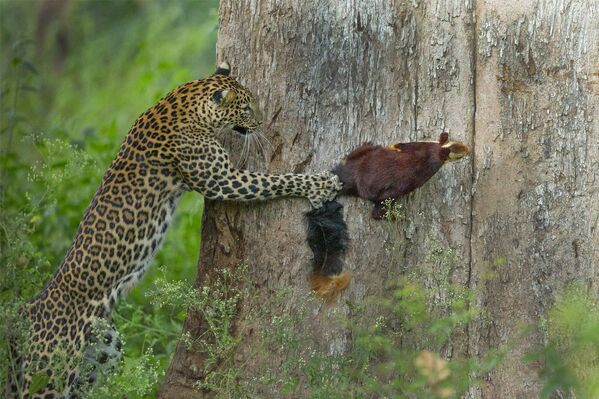 Priyanka Rahut Mitra ganó en la categoría de Comportamiento Animal por esta hermosa toma de acción de un leopardo cazando una ardilla gigante de Malabar, en el Parque Nacional Bandipur (la India). - Sputnik Mundo
