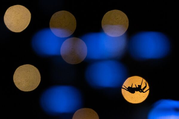 Los sueños de una araña, así Anirudh Kamakeri nombró esta fotografía suya, finalista en la categoría Joven Fotógrafo. - Sputnik Mundo