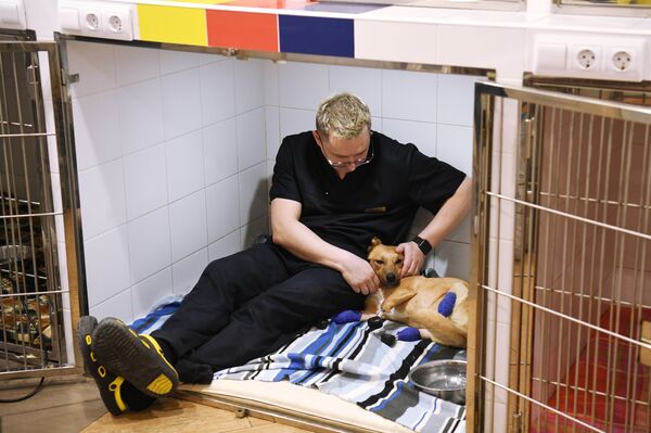 Entonces, los voluntarios optaron por trasladar a Monica —así llamaron a la perra— a Novosibirsk, en Siberia, para que la operara el destacado cirujano Serguéi Gorshkov, especializado en las prótesis animales. - Sputnik Mundo