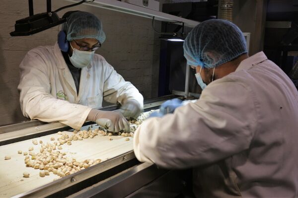 Selección de pistachos en la nave de Green Pistachio, en la provincia de Toledo - Sputnik Mundo
