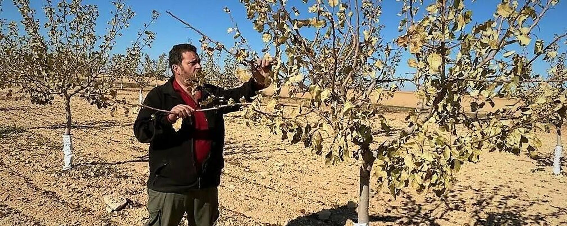 Campo de pistachos en la comunidad autónoma de Castilla La Mancha (España) - Sputnik Mundo, 1920, 08.02.2022