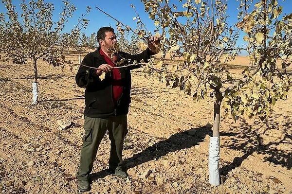 Campo de pistachos en la comunidad autónoma de Castilla-La Mancha (España) - Sputnik Mundo