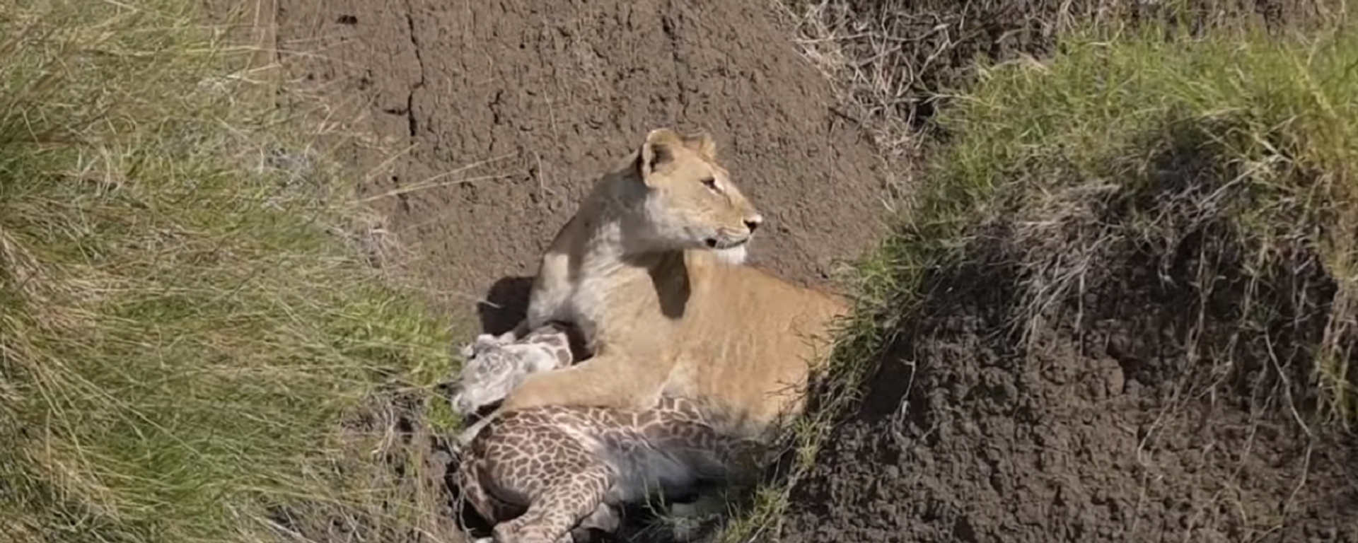 Una cría de jirafa sobrevive al ataque de una leona para luego morir ahogada - Sputnik Mundo, 1920, 24.11.2021