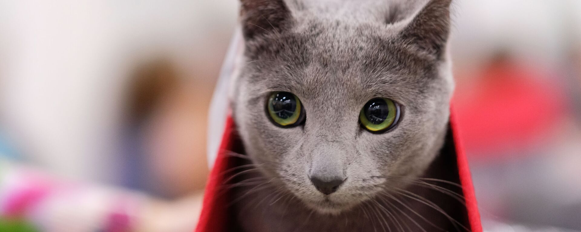 Кошка породы русская голубая на выставке КоШарики Шоу в конгрессно-выставочном центре «Сокольники» в Москве - Sputnik Mundo, 1920, 27.11.2021