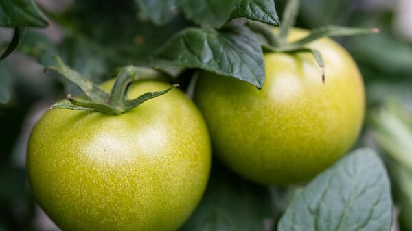 Tomate verde - Sputnik Mundo