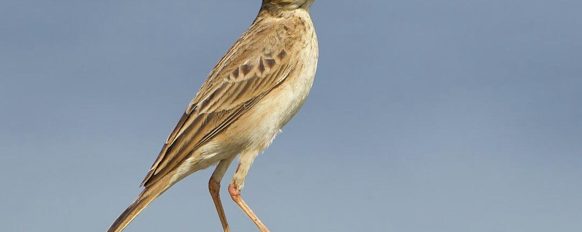 Anthus richardi - Sputnik Mundo, 1920, 26.11.2021