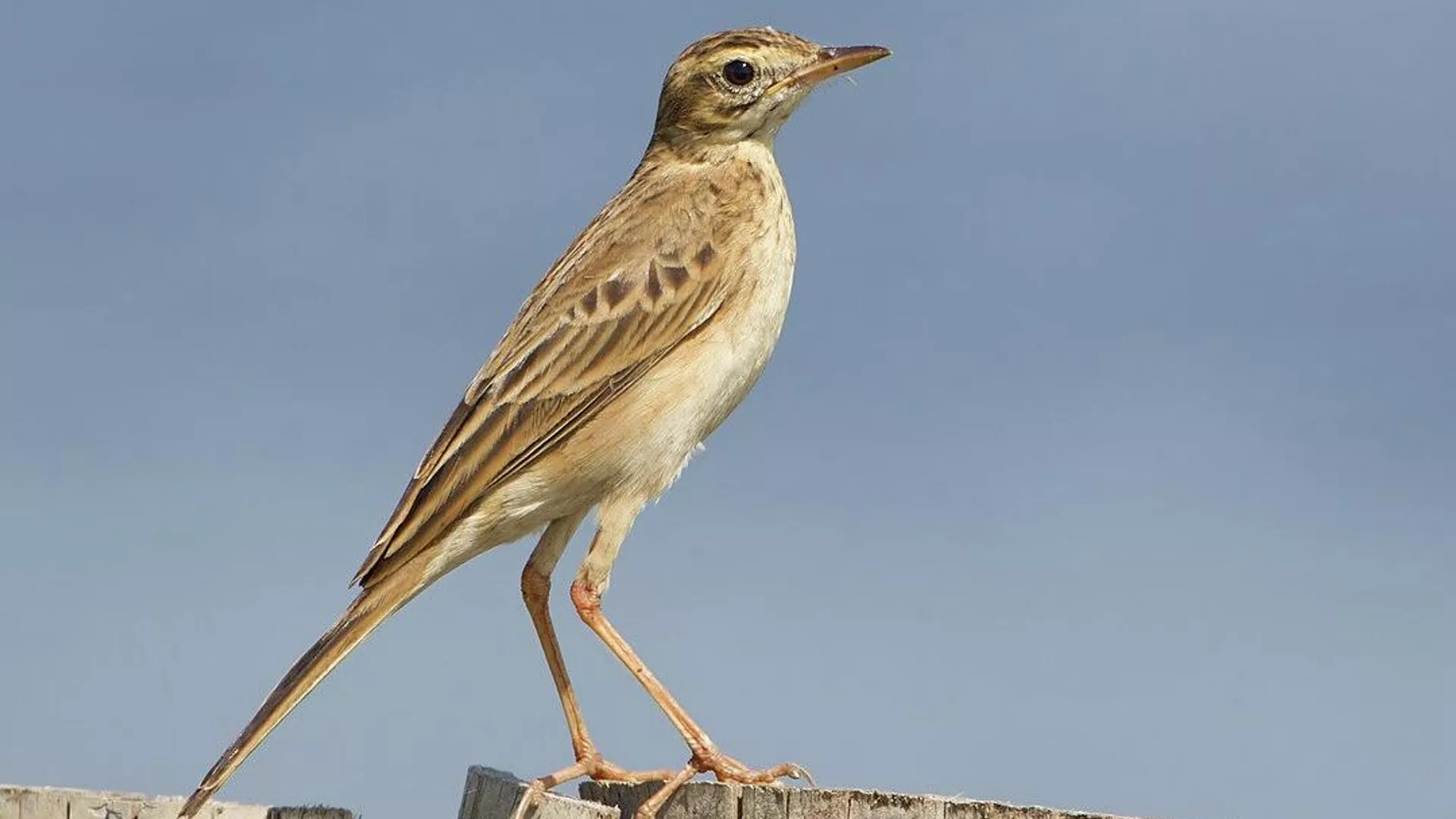 Anthus richardi