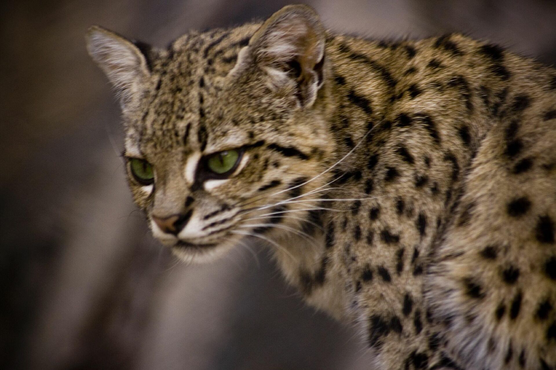 Gato montés - Sputnik Mundo, 1920, 30.11.2021