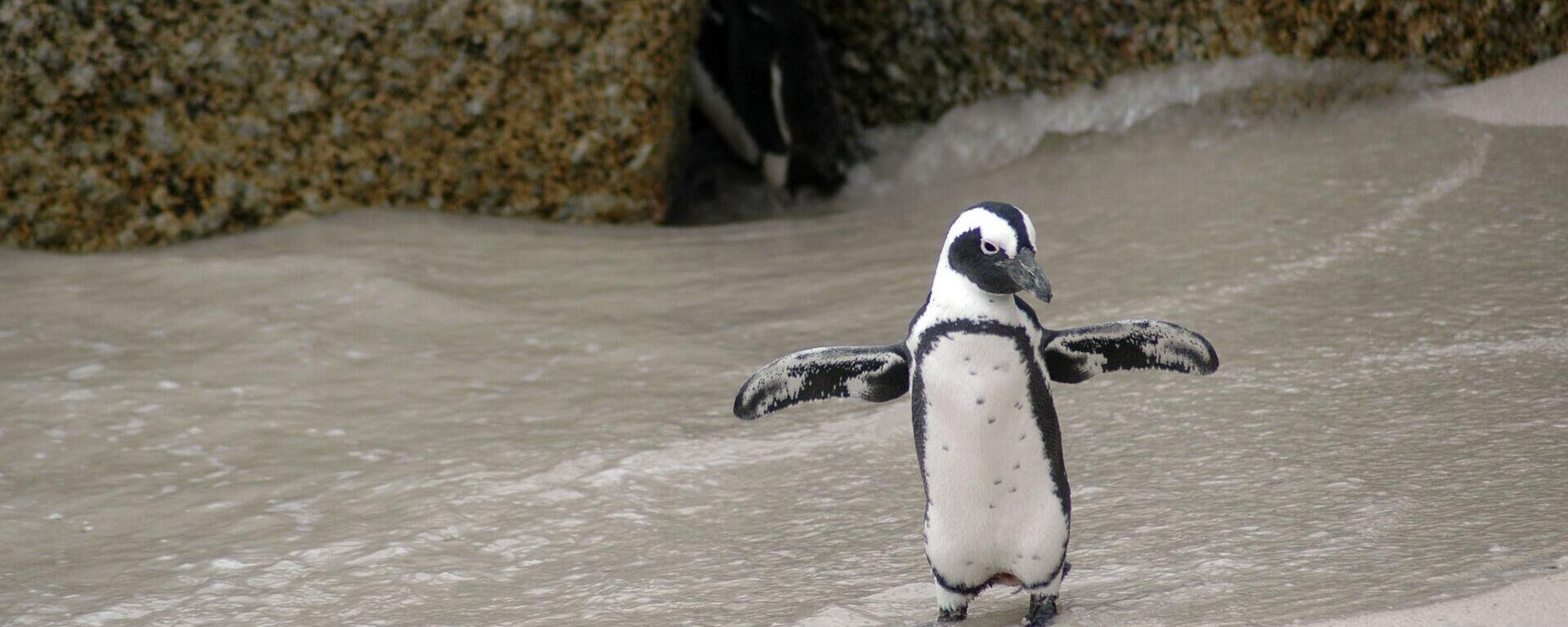 Pingüino Magallanes - Sputnik Mundo, 1920, 01.12.2021