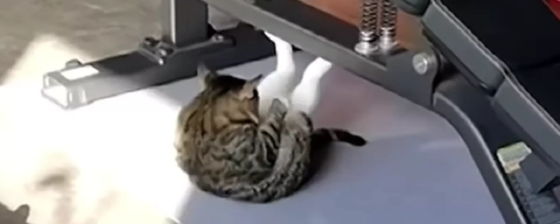 Este gato 'fitness' no te dejará indiferente - Sputnik Mundo, 1920, 02.12.2021