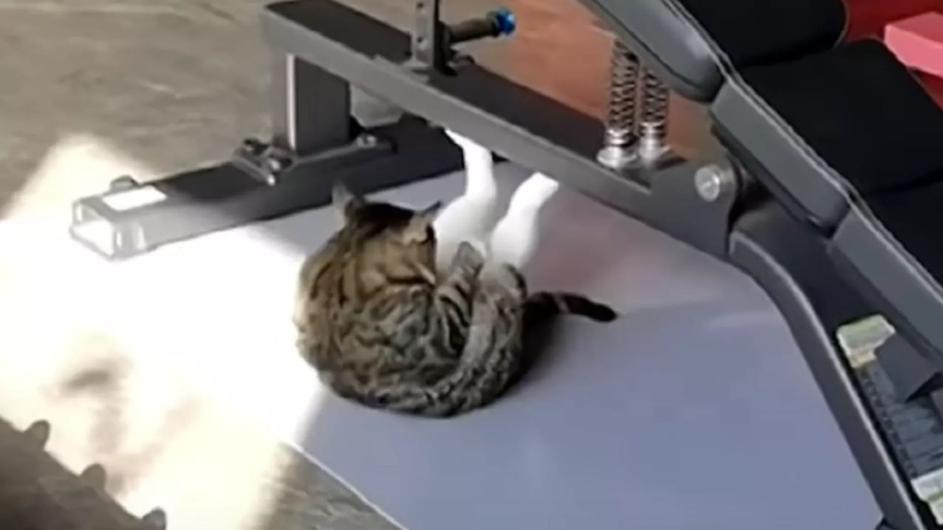Este gato 'fitness' no te dejará indiferente